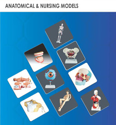 Anatomical & Nursing Models