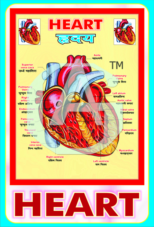 MODEL OF HEART (LED WORKING)- GUPTA BRAND 60000035