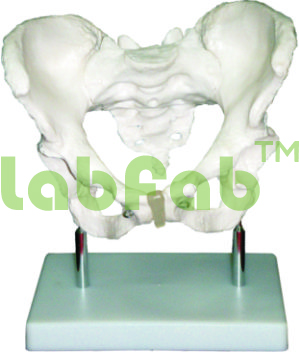 ADULT FEMALE PELVIS – GUPTA BRAND 600-XC 124