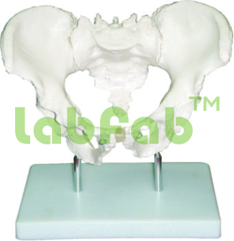 ADULT MALE PELVIS – GUPTA BRAND 600-XC 123