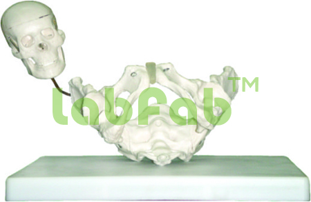 BIRTH DEMONSTRATION MODEL – GUPTA BRAND 600-XC 127