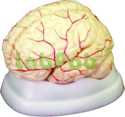 BRAIN WITH ARTERIES – GUPTA BRAND 600-XC 308