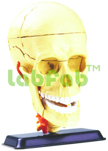 CRANIAL NERVE SKULL ANATOMY MODEL – GUPTA BRAND 600-SK 010