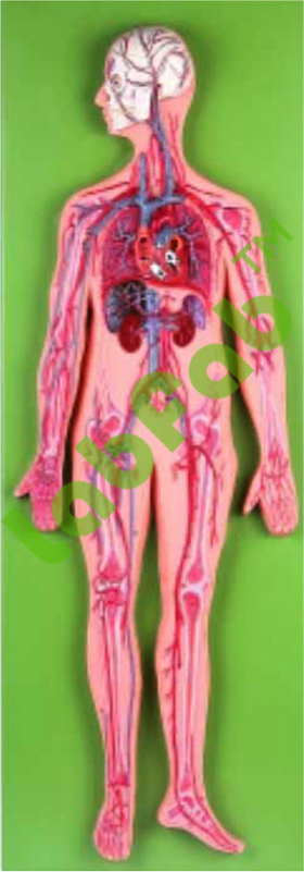CIRCULATORY SYSTEM – GUPTA BRAND 600-GD / A 16001