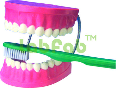 DENTAL CARE MODEL – GUPTA BRAND 600-TH 001