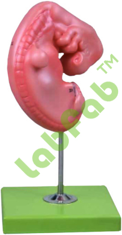 EMBRYO MODEL – GUPTA BRAND 600-GD / A 42004