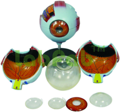 GIANT EYE MODEL – GUPTA BRAND 600-XC 316