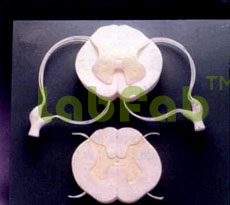 HUMAN SPINAL CORD  6003040