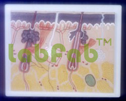 HUMAN SKIN  6003033