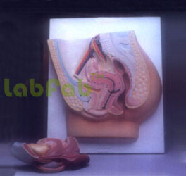 HUMAN FEMALE PELVIS, 2 PART  6003049