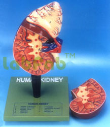 HUMAN KIDNEY  6003029