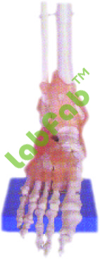 LIFE SIZE FOOT JOINT WITH LIGAMENTS – GUPTA BRAND 600-XC 113 A