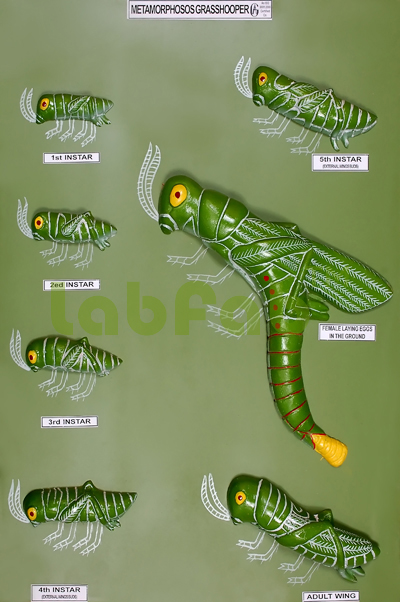METAMORPHOSOS GRASSHOPPER  6003105