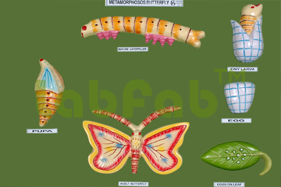 METAMORPHOSOS BUTTERFLY  6003104