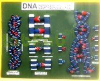 MODEL OF D.N.A.  6003075