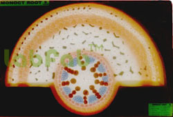 MONOCOT ROOT T.S.  6003084