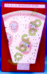 MONOCOT STEM ANATOMY T.S. & L.S.  6003087