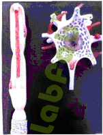 NEURON  6003039