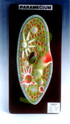 PARAMECIUM  6003059