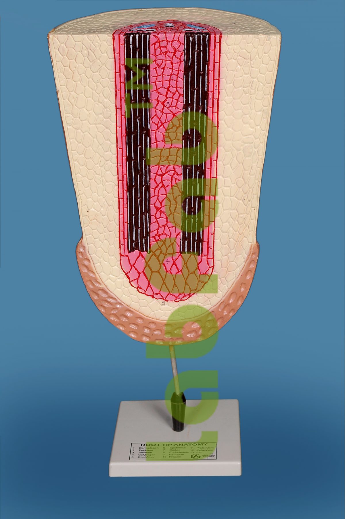ROOT TIP ANATOMY  6003111