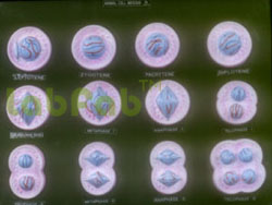 ANIMAL CELL DIVISION, MEIOSIS  6003074