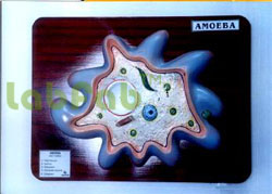AMOEBA PROTEUS  6003057