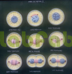 ANIMAL CELL DIVISION MITOSIS  6003073
