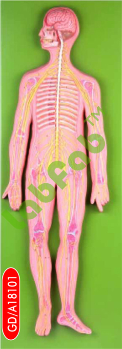 NERVOUS SYSTEM – GUPTA BRAND 600-GD / A 18101