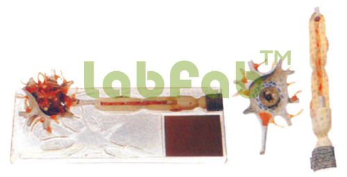 NEURON MODEL – GUPTA BRAND 600-GD / A 18001