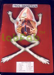 FROG DISSECTION  6003067