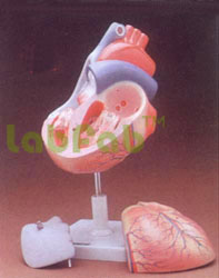 HUMAN HEART 3 PARTS  6003027