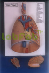 HUMAN HEART AND LUNGS  6003024