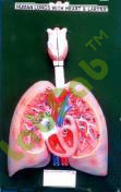 HUMAN HEART WITH LUNGS & LARYNX  6003025