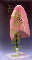 HUMAN LUNG, RIGHT  6003013