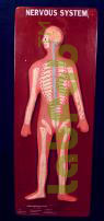 HUMAN NERVOUS SYSTEM  6003041